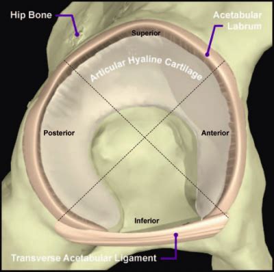 special test to diagnose acetabular labral tears|acetabular labral tear weight.